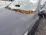 5XYPG4A33LG****** Salvage and Wrecked 2020 Kia Sorento in Saint Louis