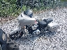 56KTCABB8N3****** Used and Repairable 2022 Indian Chieftain Limited in Rec Rides Online Exclusive
