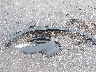 JF2GUADC5RH****** Wrecked 2024 Subaru Crosstrek in Indiana State