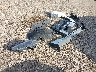 1FA6P8TH0S5****** Wrecked 2025 Ford Mustang in Texas State