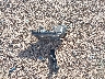 1C4RDHAG3PC****** Wrecked 2023 Dodge Durango in Texas State