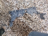 1HGCM72397A****** Wrecked 2007 Honda Accord in Mississippi State