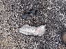 4T1BF1FKXHU****** Destrozados 2017 Toyota Camry en Estado de Carolina del Sur