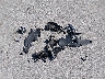 2C4RC1GG2LR****** Wrecked 2020 Chrysler Pacifica in Illinois State