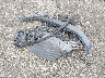 WUAVACFX6H7****** Wrecked 2017 Audi R8 Spyder in Massachusetts State