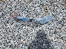 1LNHM81W6XY****** Wrecked 1999 Lincoln Town Car in Mississippi State