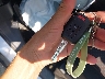 JA4AR3AU4KU****** Salvage 2019 Mitsubishi Outlander in South Dakota State