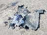 5FNRL5H65FB****** Wrecked 2015 Honda Odyssey in California State