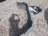 1N4AL3AP8HC****** Wrecked 2017 Nissan Altima in Texas State