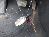 KMHLM4DG4RU****** Salvage 2024 Hyundai Elantra in Texas State