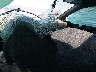 WAUBFGFF0F1****** Used and Repairable 2015 Audi S3 in New Mexico State