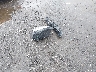 JA4ATUAA2RZ****** Wrecked 2024 Mitsubishi Eclipse in Virginia State