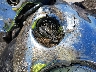 JYAVP17E77A****** Salvage 2007 Yamaha Xv1700 in New Jersey State