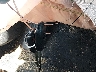 4T1BF1FK6FU****** Salvage 2015 Toyota Camry in West Virginia State
