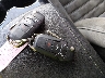 3FA6P0G77FR****** Salvage 2015 Ford Fusion in Kentucky State