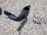 2T1BR32E04C****** Wrecked 2004 Toyota Corolla in Massachusetts State