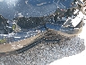 2T1BR32E04C****** Wrecked 2004 Toyota Corolla