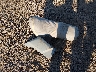 1HD1KB71XRB****** Wrecked 2024 Harley-Davidson FLHXS in Arizona State