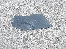 3C4NJDCN5PT****** Wrecked 2023 Jeep Compass in Wyoming State
