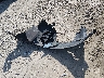 JN8AS5MV6CW****** Wrecked 2012 Nissan Rogue in Kentucky State