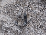 1C4RJFBG2FC****** Wrecked 2015 Jeep Grand Cherokee in Kentucky State