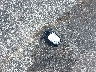 1FADP3F29GL****** Wrecked 2016 Ford Focus in Florida State
