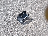 5XXGT4L31HG****** Wrecked 2017 Kia Optima in Minnesota State