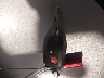 JTMZFREV5HJ****** Salvage 2017 Toyota RAV4 in Utah State