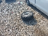 3GCNWAEH2MG****** Destrozados 2021 Chevrolet Silverado 1500 en Estado de Pennsylvania