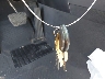 WBANE73546C****** Salvage 2006 BMW 5 Series in Texas State