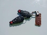 1C4RJFAG7DC****** Salvamento 2013 Jeep Grand Cherokee en Estado de Minnesota