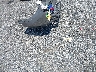 1C4RJFAG8EC****** Wrecked 2014 Jeep Grand Cherokee in Maryland State