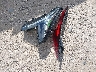 1GYFZCR41MF****** Used and Repairable 2021 Cadillac XT4 in Houston North