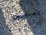 JF1VA1B67L9****** Destrozados 2020 Subaru WRX en Estado de Washington