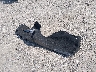 1N4BL4CW3PN****** Wrecked 2023 Nissan Altima in New Jersey State