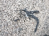 WVWLF7AU9FW****** Wrecked 2015 Volkswagen Golf R in Pennsylvania State