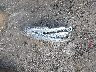 3FA6P0UU6GR****** Wrecked 2016 Ford Fusion Hybrid in Indiana State