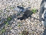 1FM5K8D85KG****** Wrecked 2019 Ford Explorer in Mississippi State