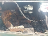 1GDDM19W5WB****** Wrecked 1998 GMC Safari in Saint Louis