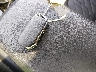 5XYK6CDF4RG****** Salvage 2024 Kia Sportage in Massachusetts State