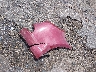 1G4GC5GG4AF****** Wrecked 2010 Buick LaCrosse in Mississippi State