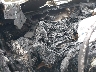 4T1BF1FKXFU****** Repairable 2015 Toyota Camry in California State