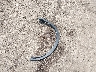 3GNKBDRS9RS****** Wrecked 2024 Chevrolet Blazer in Ohio State
