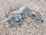 1FMCU0GN2RU****** Wrecked 2024 Ford Escape in Arizona State