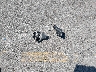 5FRYD4H45GB****** Destrozados 2016 Acura MDX en Estado de Iowa