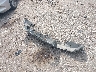 1N4BL4FV3KC****** Destrozados 2019 Nissan Altima en Estado de Texas