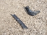 1FTRW07673K****** Destrozados 2003 Ford F-150 en Estado de Texas