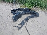 5XYRG4LCXNG****** Wrecked 2022 Kia Sorento in Florida State