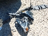 3GKALMEV0KL****** Wrecked 2019 GMC Terrain in Indiana State