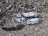 2G1WB5E35G1****** Wrecked 2016 Chevrolet Impala in Rhode Island State